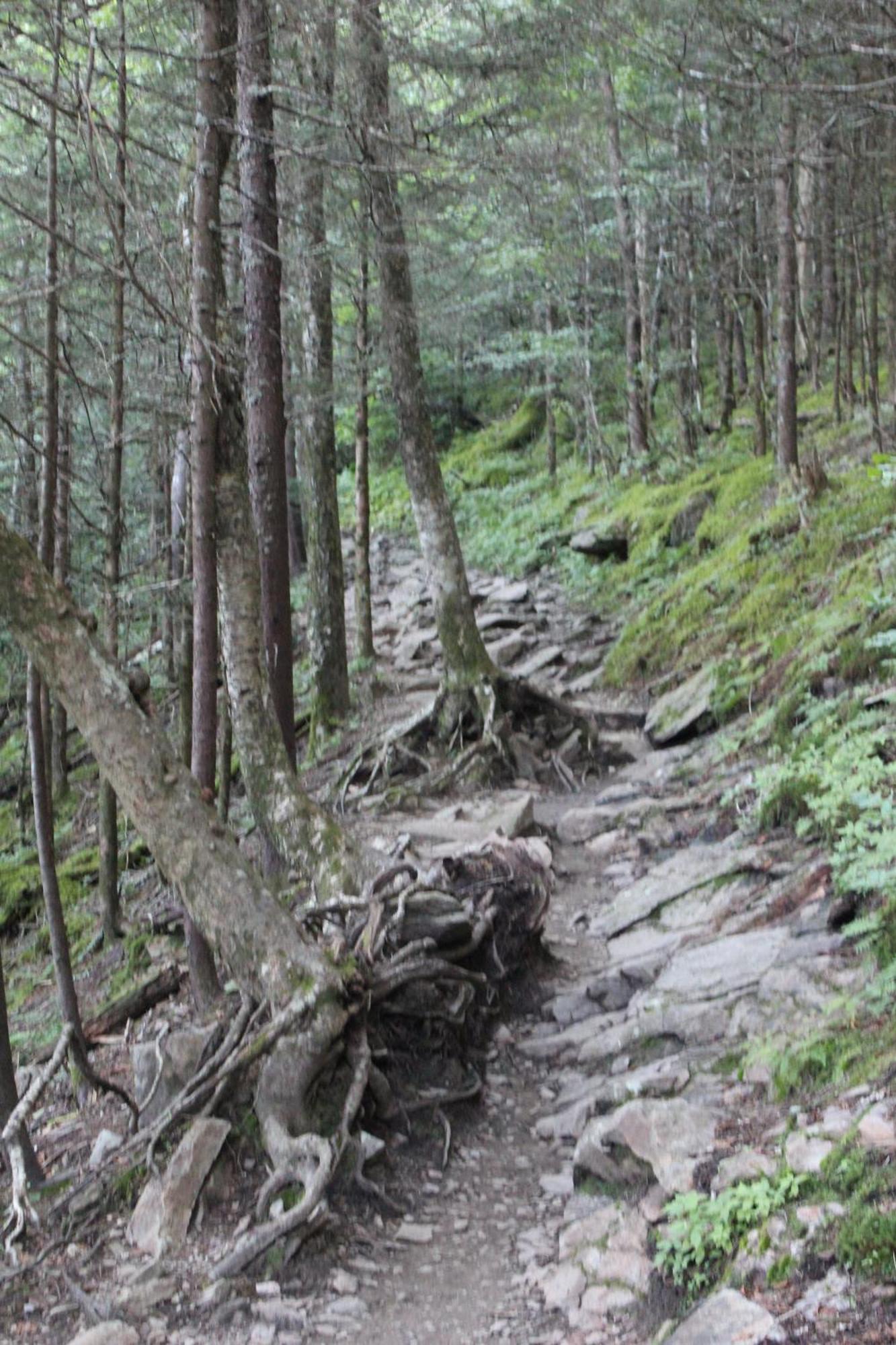 Bear Necessities, Luxury 5Bd Mtn Views, Hot Tub, Many Bear Sightings Villa Gatlinburg Exteriör bild