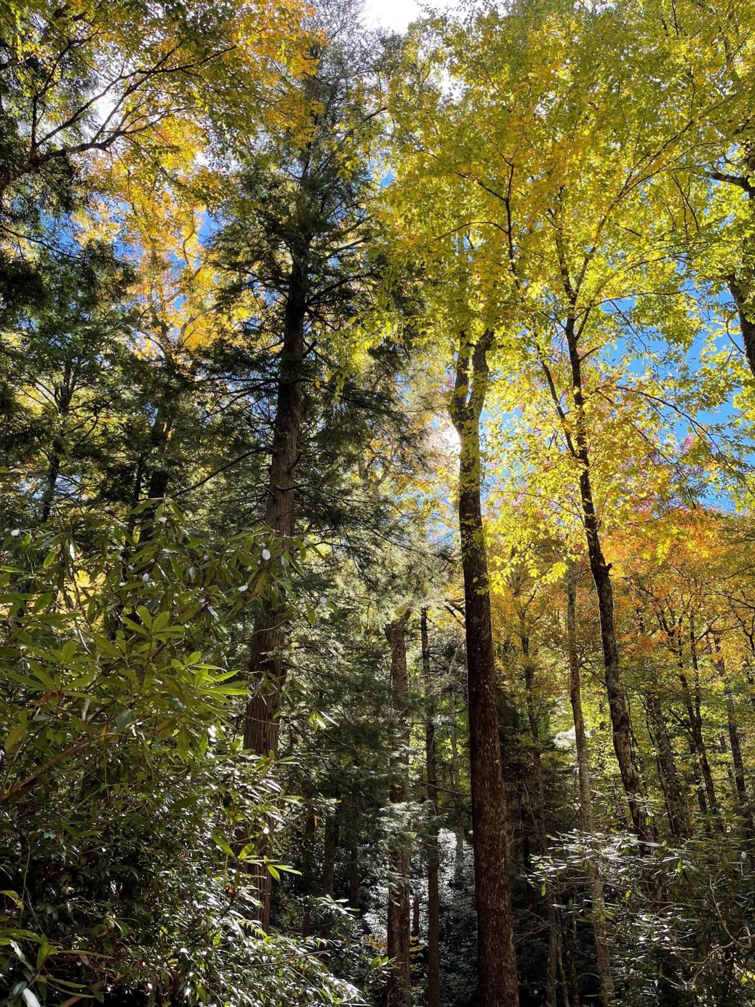 Bear Necessities, Luxury 5Bd Mtn Views, Hot Tub, Many Bear Sightings Villa Gatlinburg Exteriör bild
