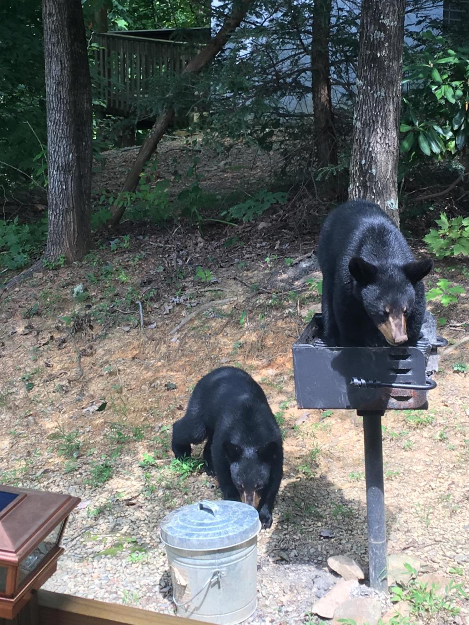 Bear Necessities, Luxury 5Bd Mtn Views, Hot Tub, Many Bear Sightings Villa Gatlinburg Exteriör bild