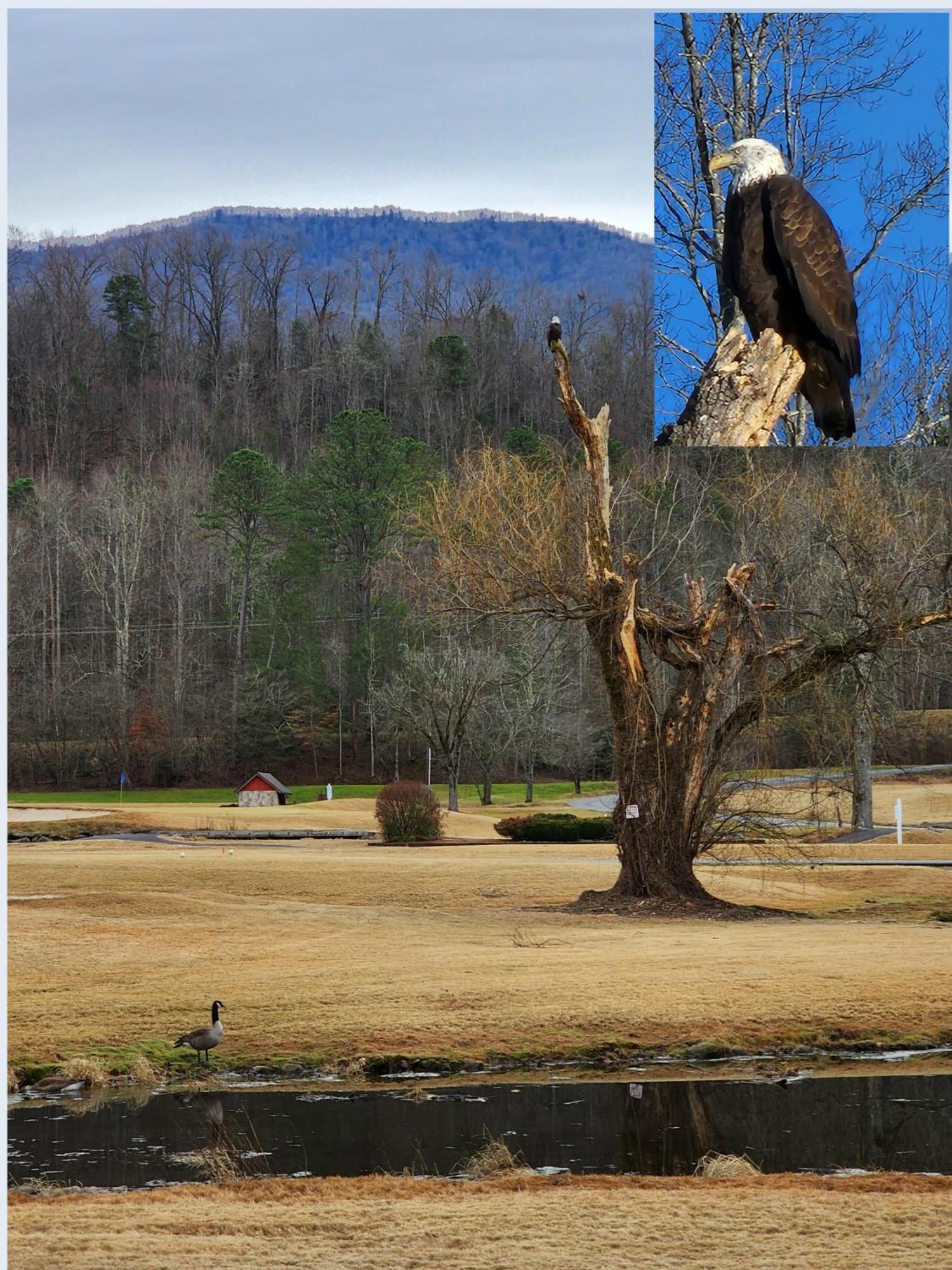 Bear Necessities, Luxury 5Bd Mtn Views, Hot Tub, Many Bear Sightings Villa Gatlinburg Exteriör bild