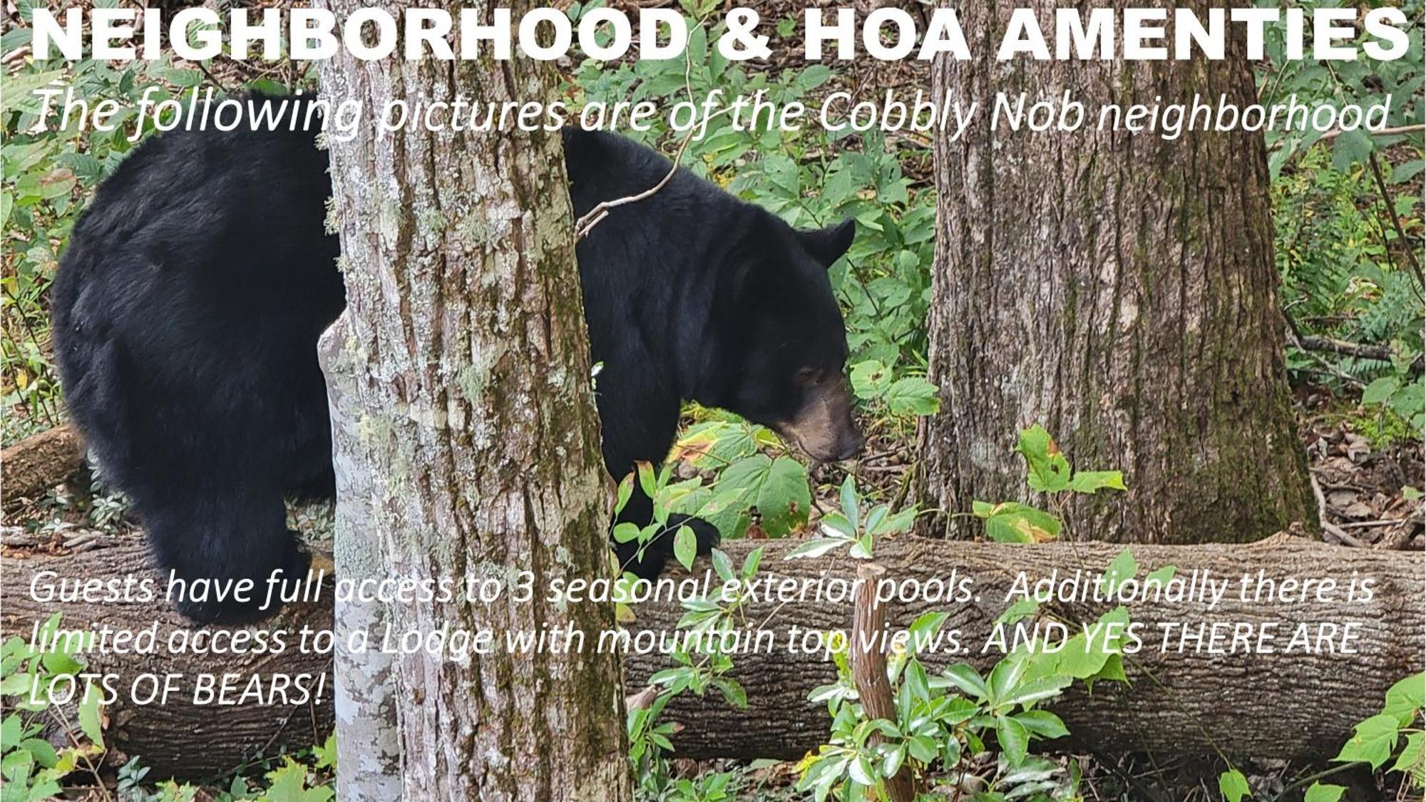 Bear Necessities, Luxury 5Bd Mtn Views, Hot Tub, Many Bear Sightings Villa Gatlinburg Exteriör bild